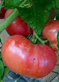 Solanum lycopersicum 'Siletz'